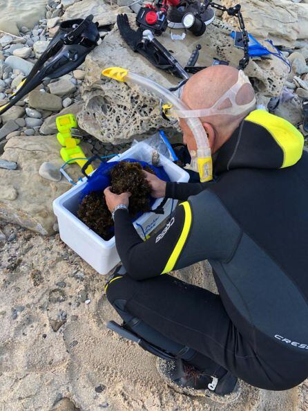 Investigación Alga Asiática.