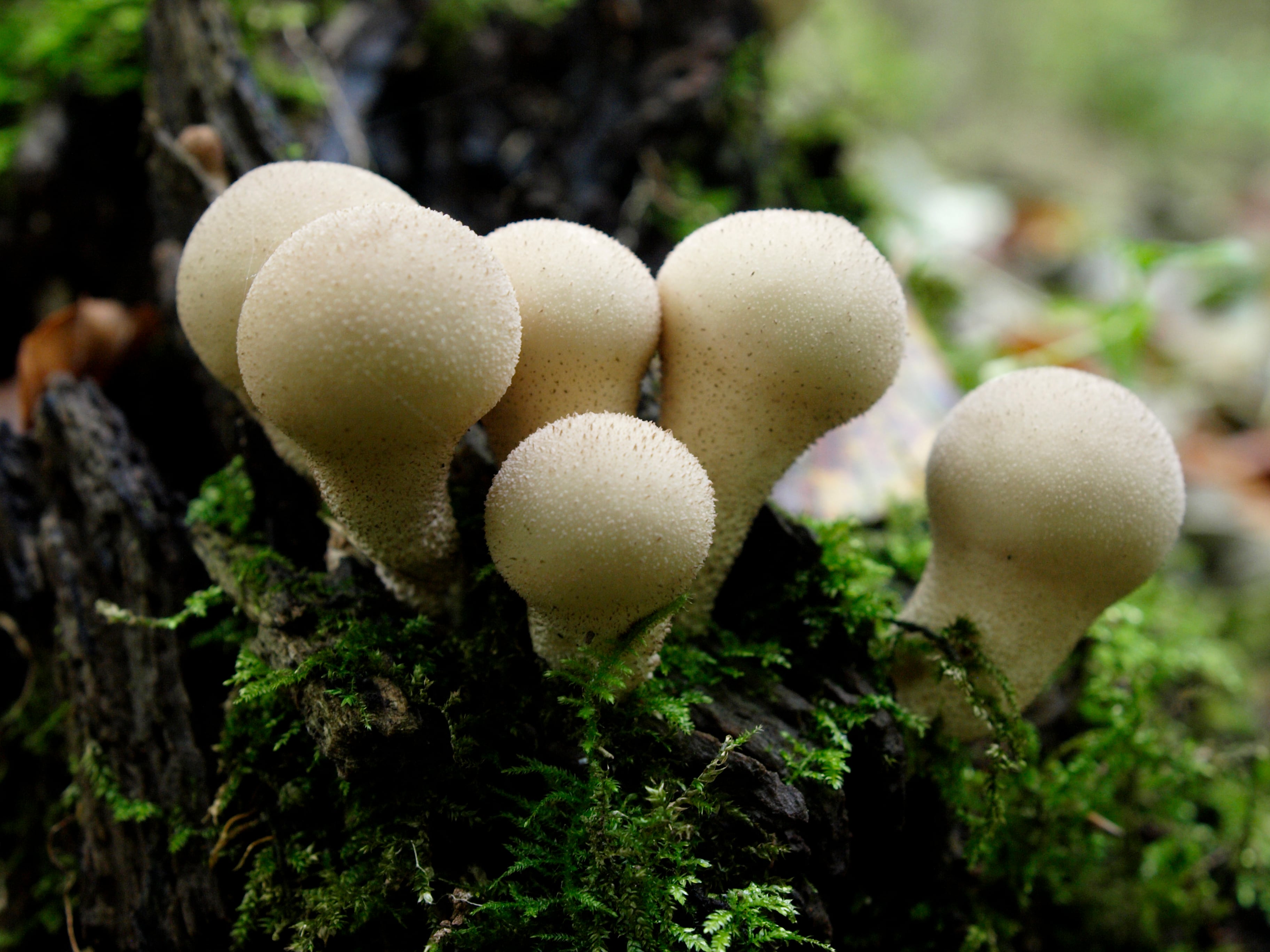 Lycoperdon (vulgarmente pedos de lobo). Se pueden usar en ensalada cuando son jóvenes y blancos.