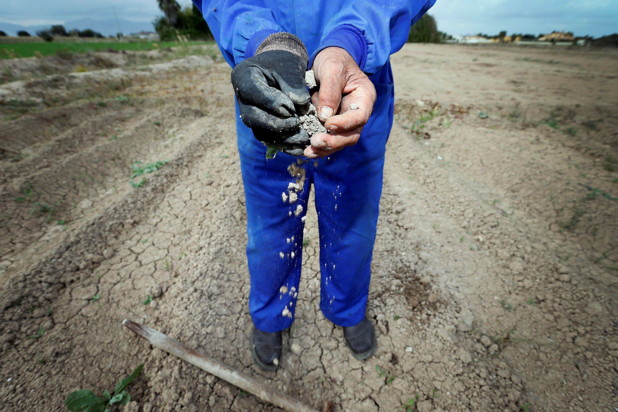 Sequía, agricultor en el campo. /