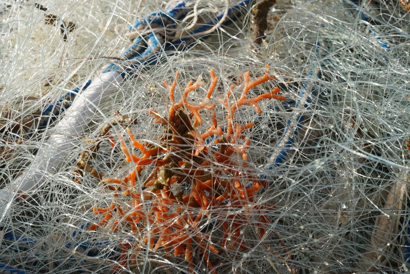 Los pescadores suelen atrapar restos de coral en sus redes / Fundación Biodiversidad