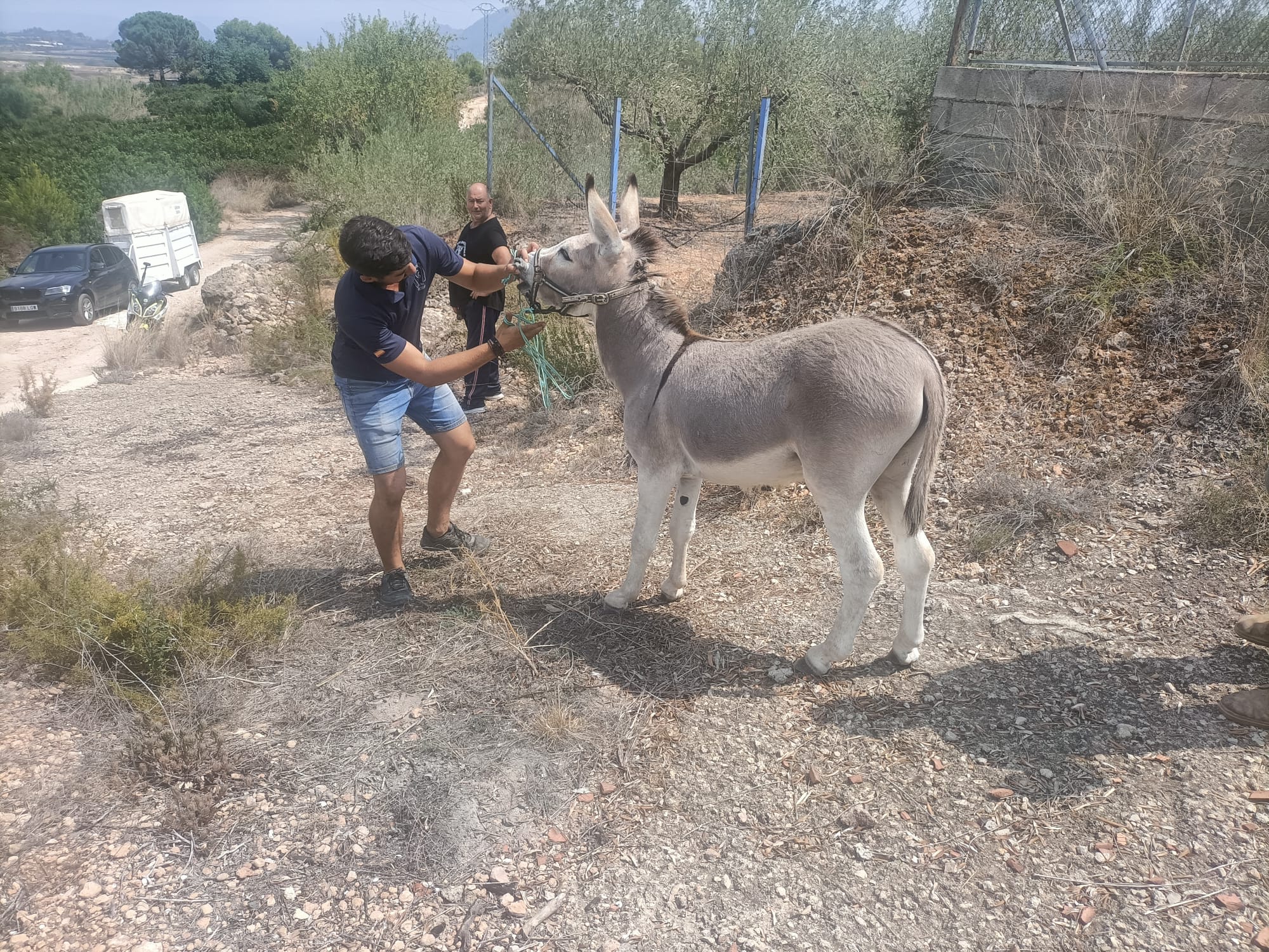 Traslado del burro abandonado