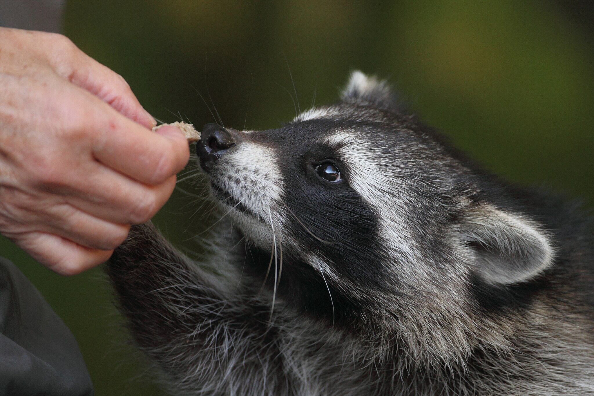 L&#039;ós rentador està establert a Catalunya i per això forma part de la llista negra del CREAF / Font: CREAF