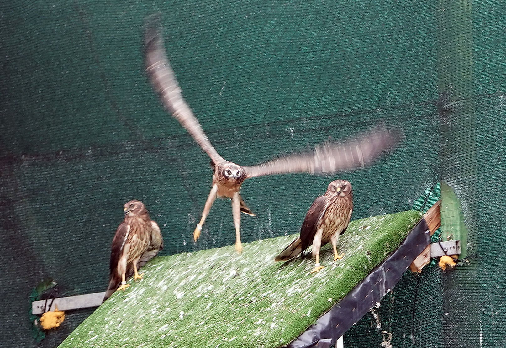 Ejemplares de aguilucho cenizo en las instalaciones del Centro de Recuperación de Animales Silvestres (CRAS) de Valladolid.