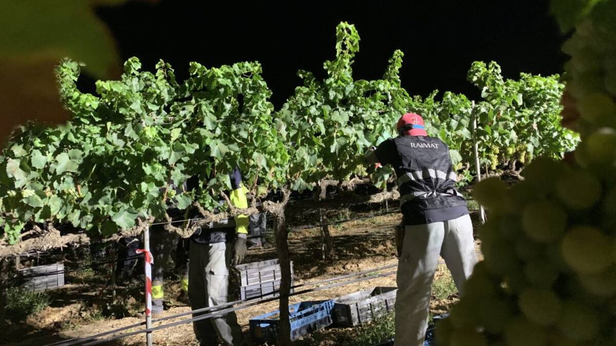 Raimat preveu augmentar la producció un 5% enguany i assolir les 6.000 tones