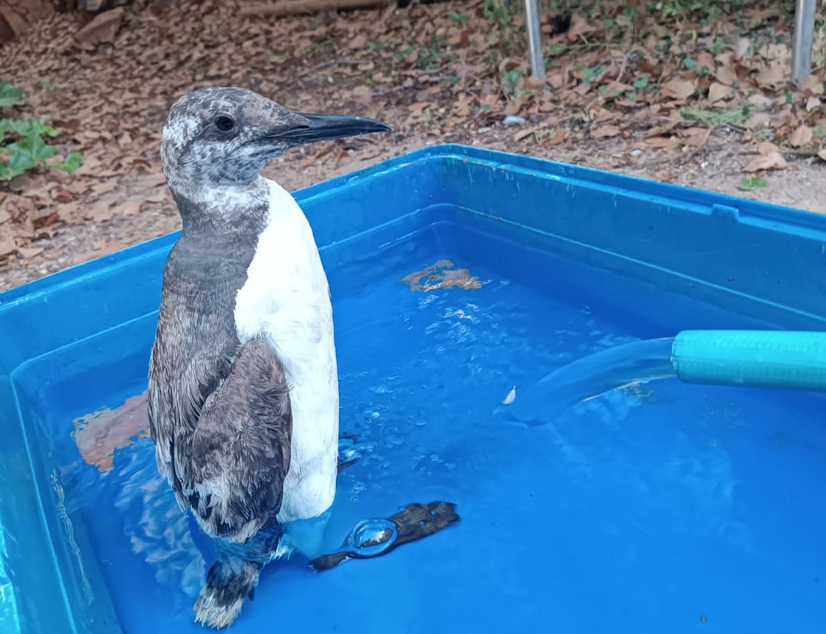 Arao común encontrado en La Carihuela