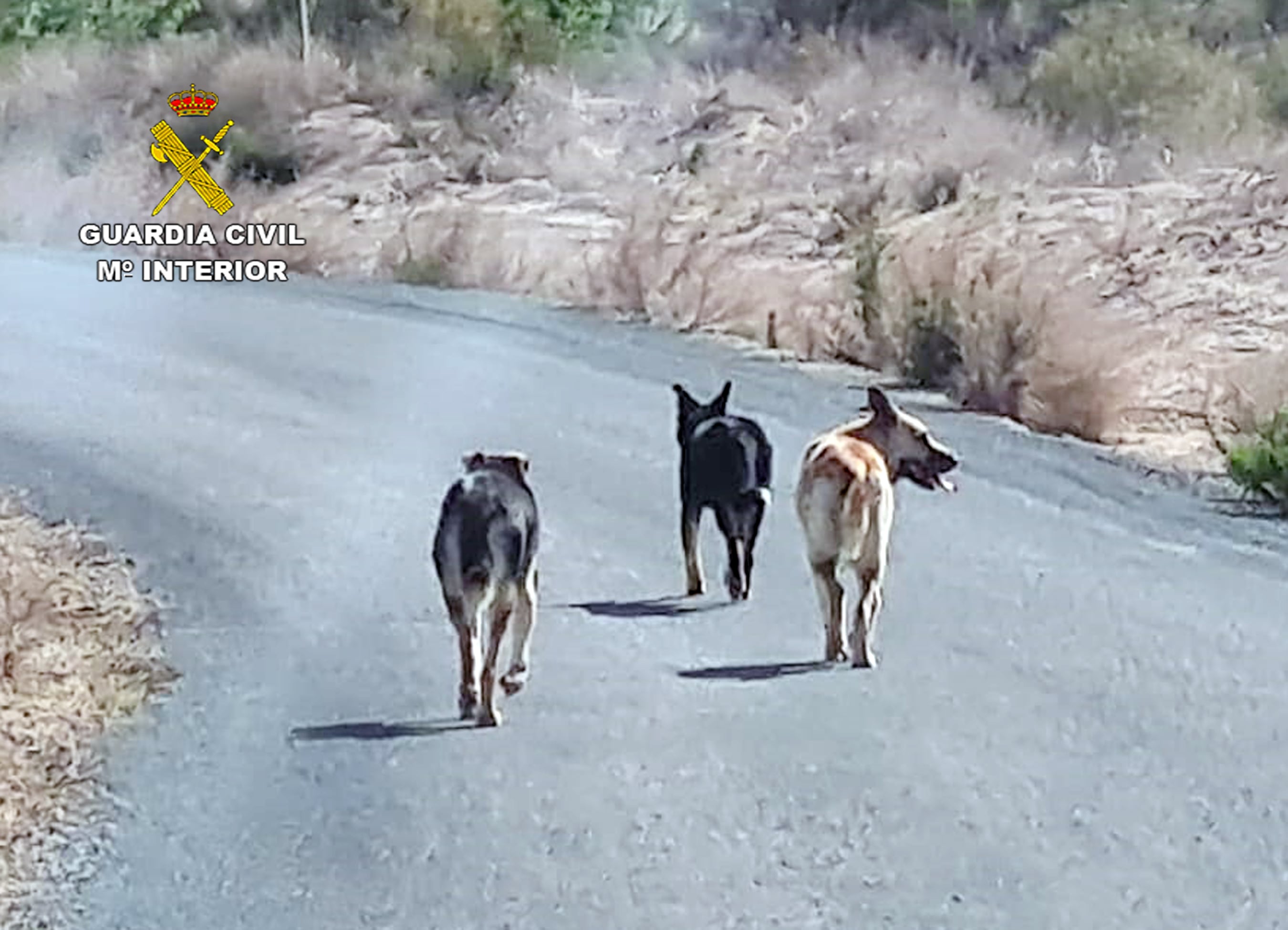 Los perros asilvestrados responsables del ataque a una finca ganadera de Murcia