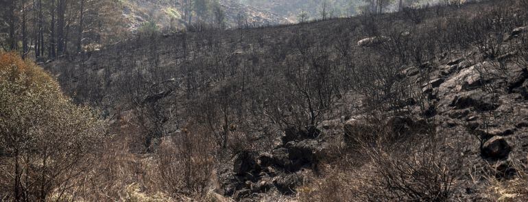 Zona quemada por el incendio forestal de Melón