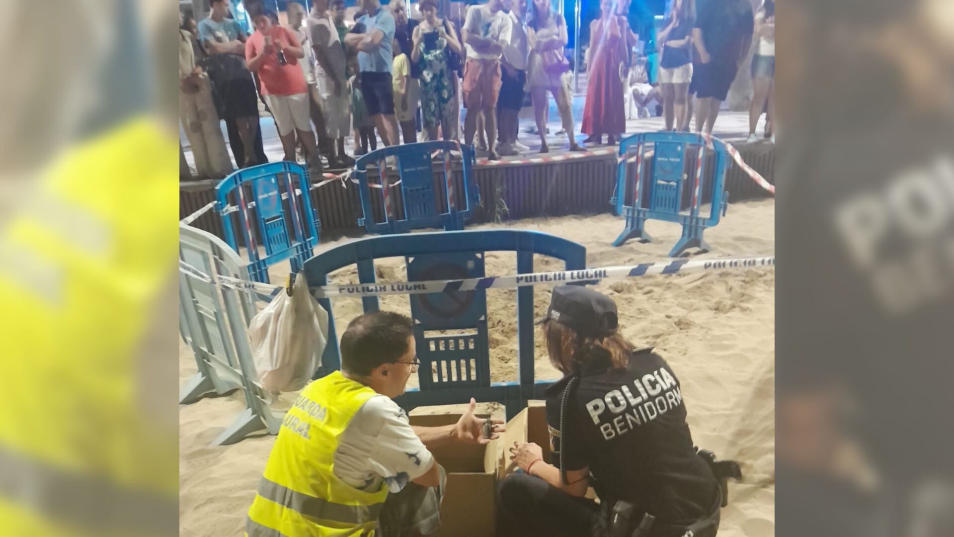 Turistas atónitos ante el nacimiento de las tortugas en el paseo de Levante / Benidorm