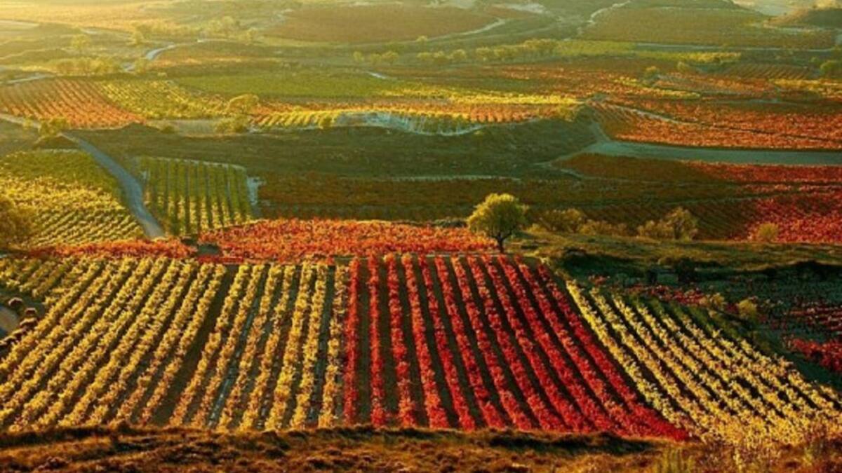 Especial Enoturismo V