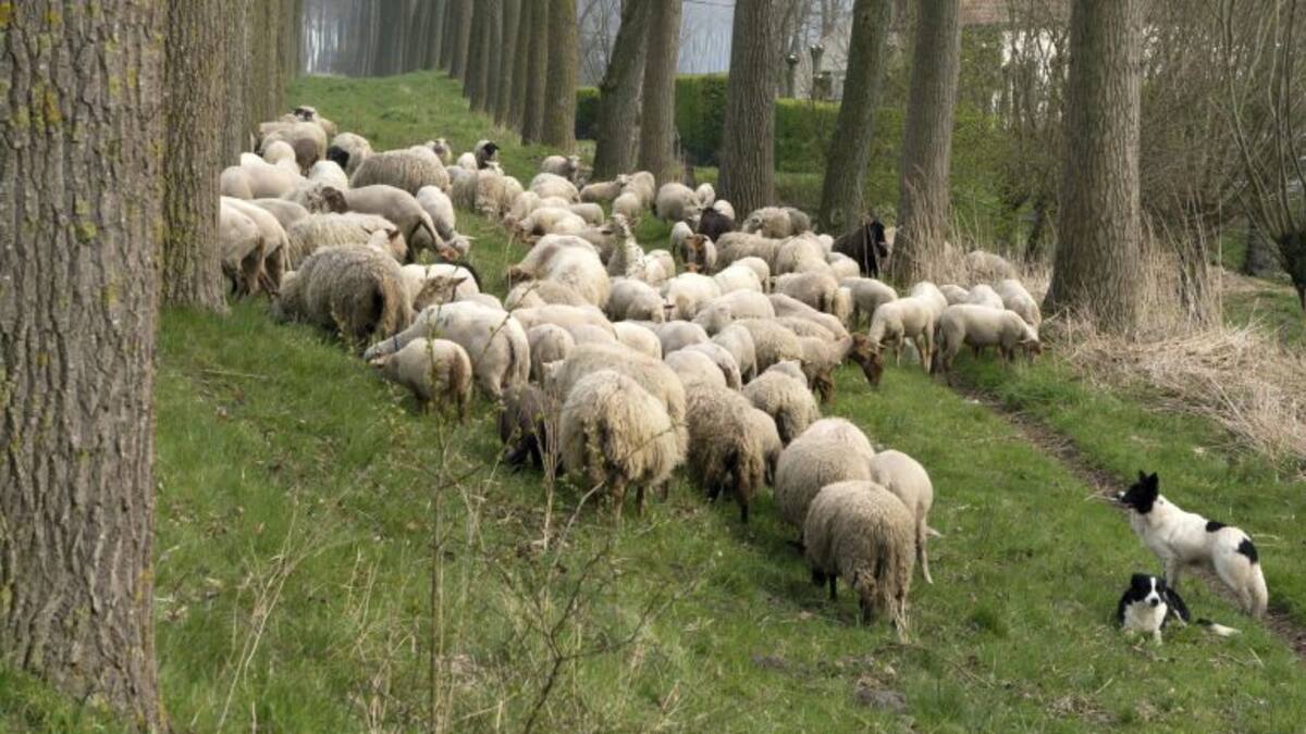 Mesa de España: Una escuela para pastores