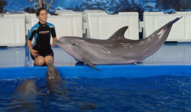 Una imatge de l'espectacle amb dofins del Zoo de Barcelona