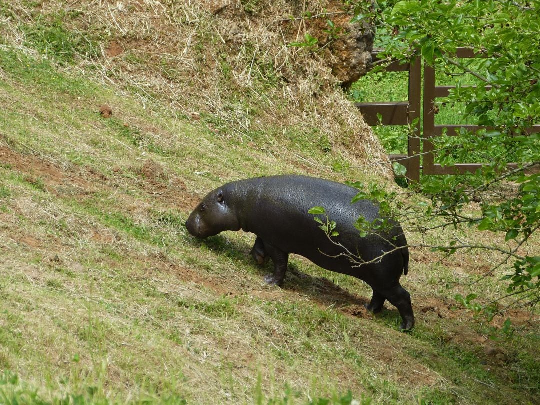 Cabárceno incorpora una nueva hipopótama pigmea 