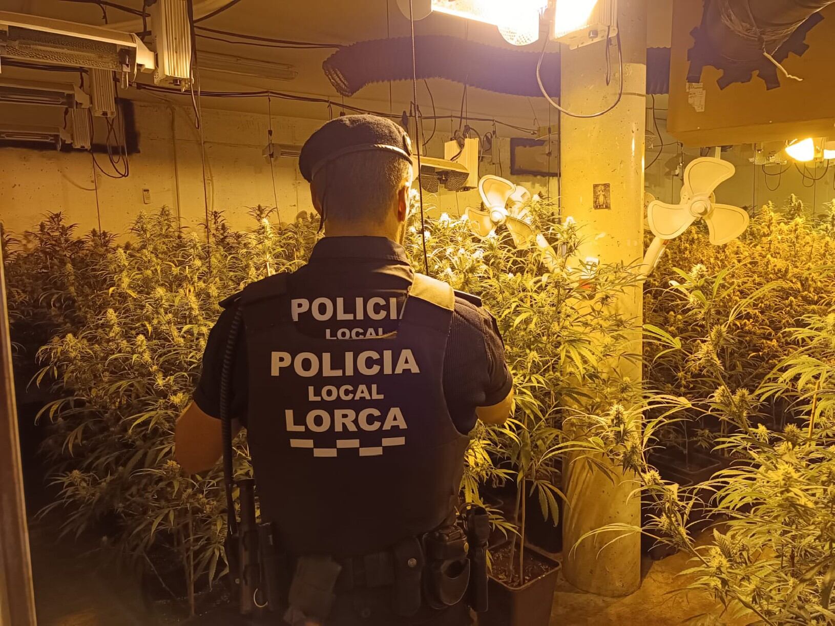 Desmantelan una plantación de marihuana con 300 plantas en la pedanía lorquina de Marchena.