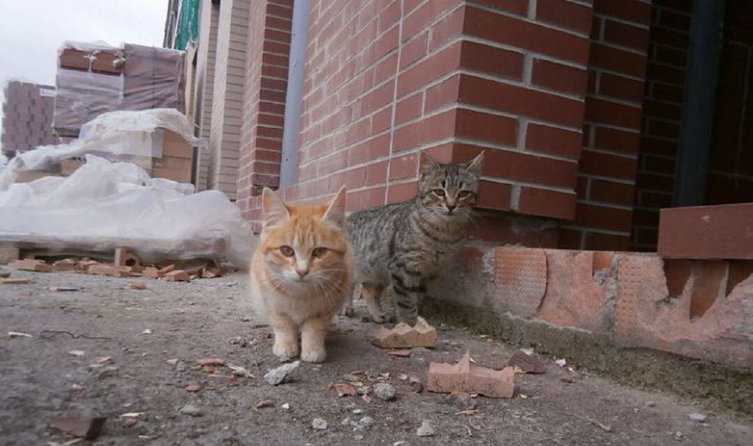 IU pide que se permita alimentar a las colonias de gatos en Palencia