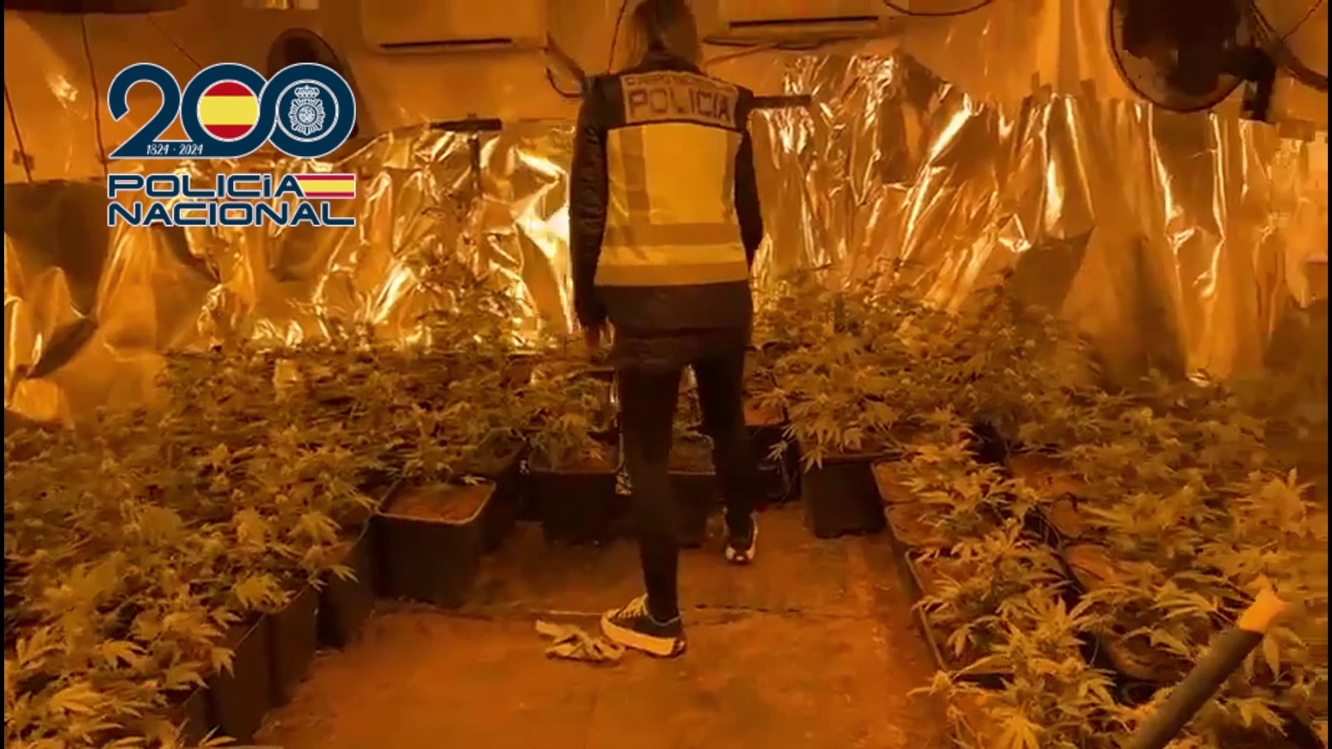 Plantación de marihuana en una vivienda de Pedreguer. Foto: Policía Nacional