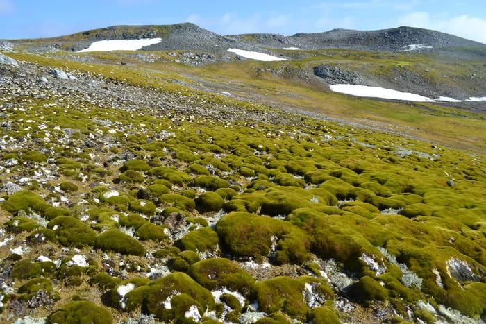 Avance de la vegetación verde en el Polo Sur gracias al deshielo histórico provocado por el cambio climático