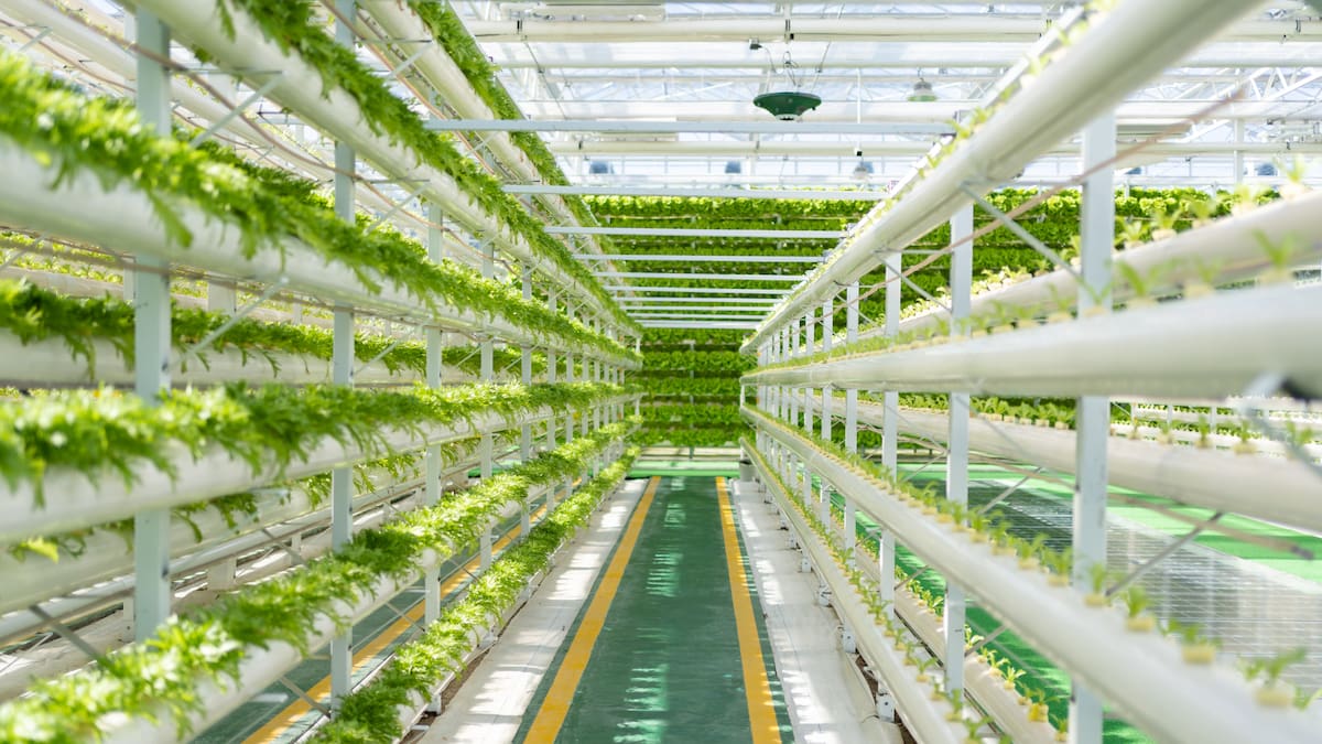 La Llavor (14/03/2026)