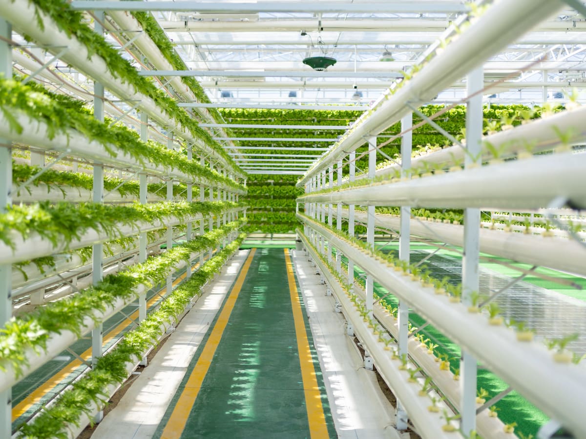 Està el futur de l'agricultura en la mar?