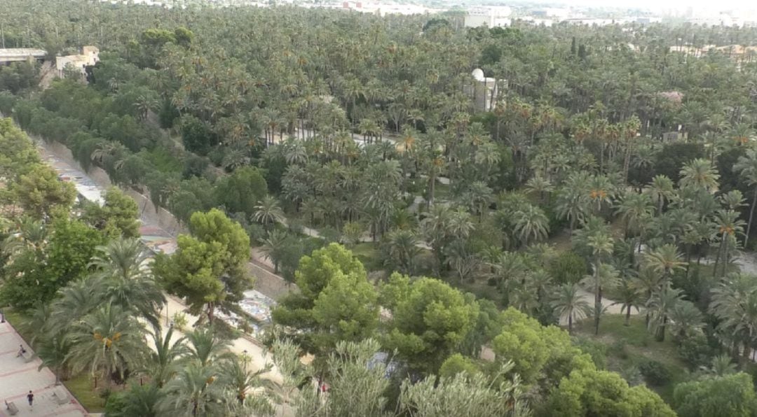 Palmeral de Elche