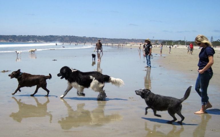 Una de las playas para perros en Velenciana. El Ayuntamiento de Almería quiere crear un espacio similar.