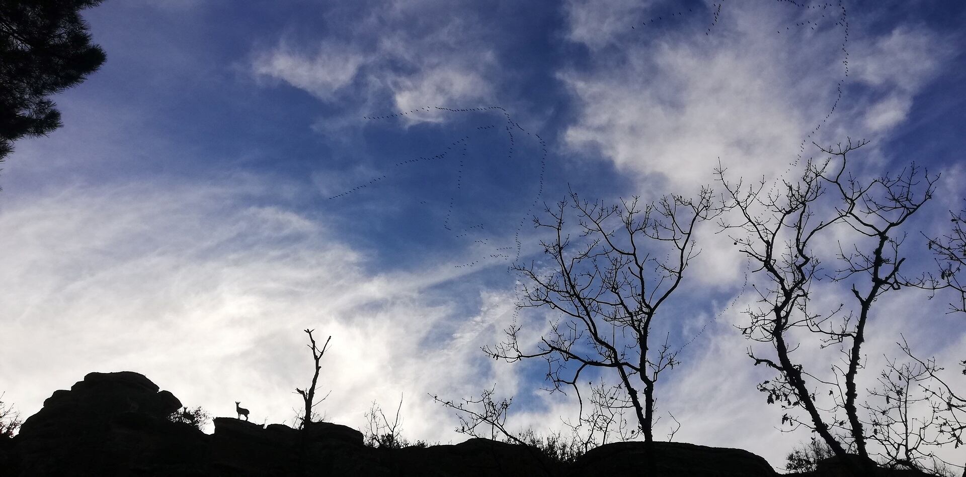 02_Accesit_Fauna_Sergio Sáez López