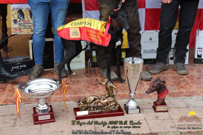 &quot;Señorita&quot;, del club Medina Azahara, fue la triunfadora de la II Copa del Verdejo de Rueda de Galgos en Campo