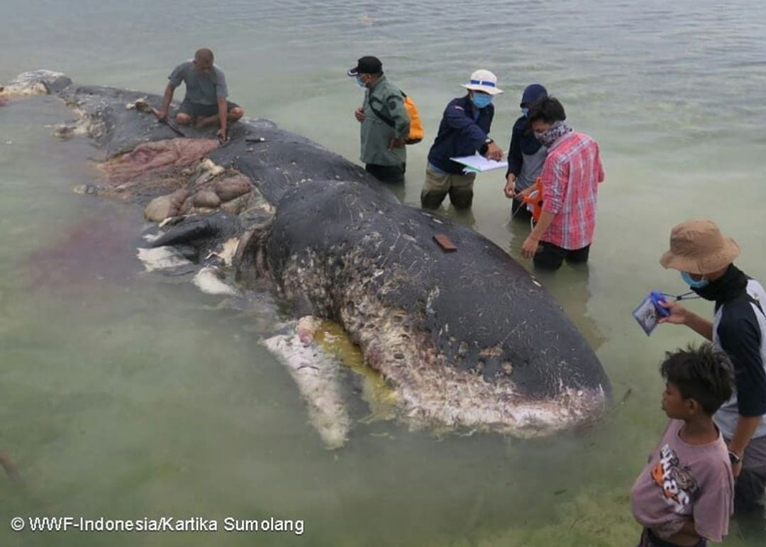 Encuentran una ballena muerta con 6 kilos de plástico en su estómago