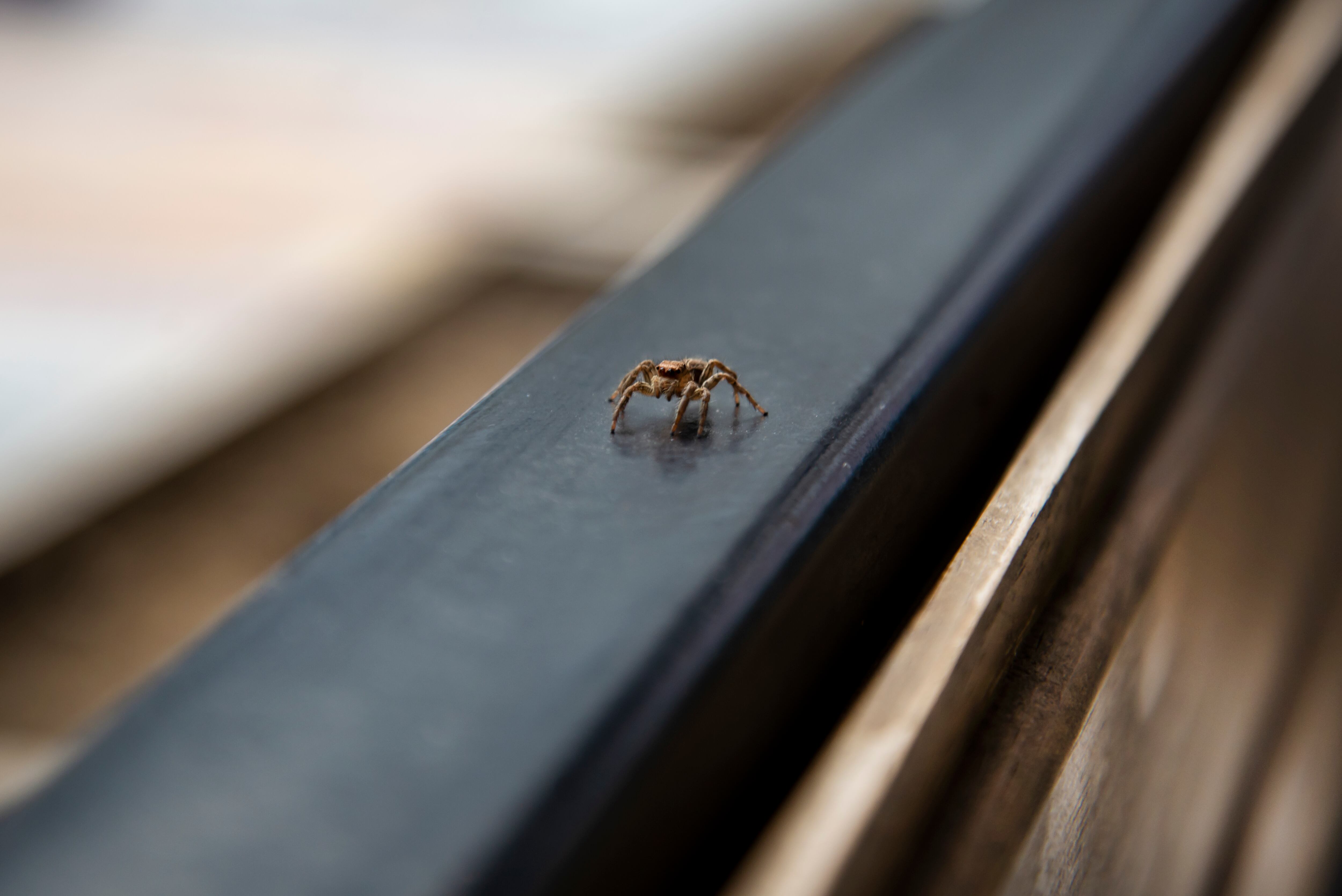 Araña en un balcón