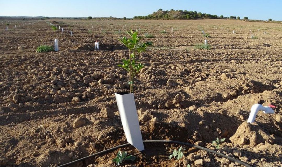 Formación agrícola