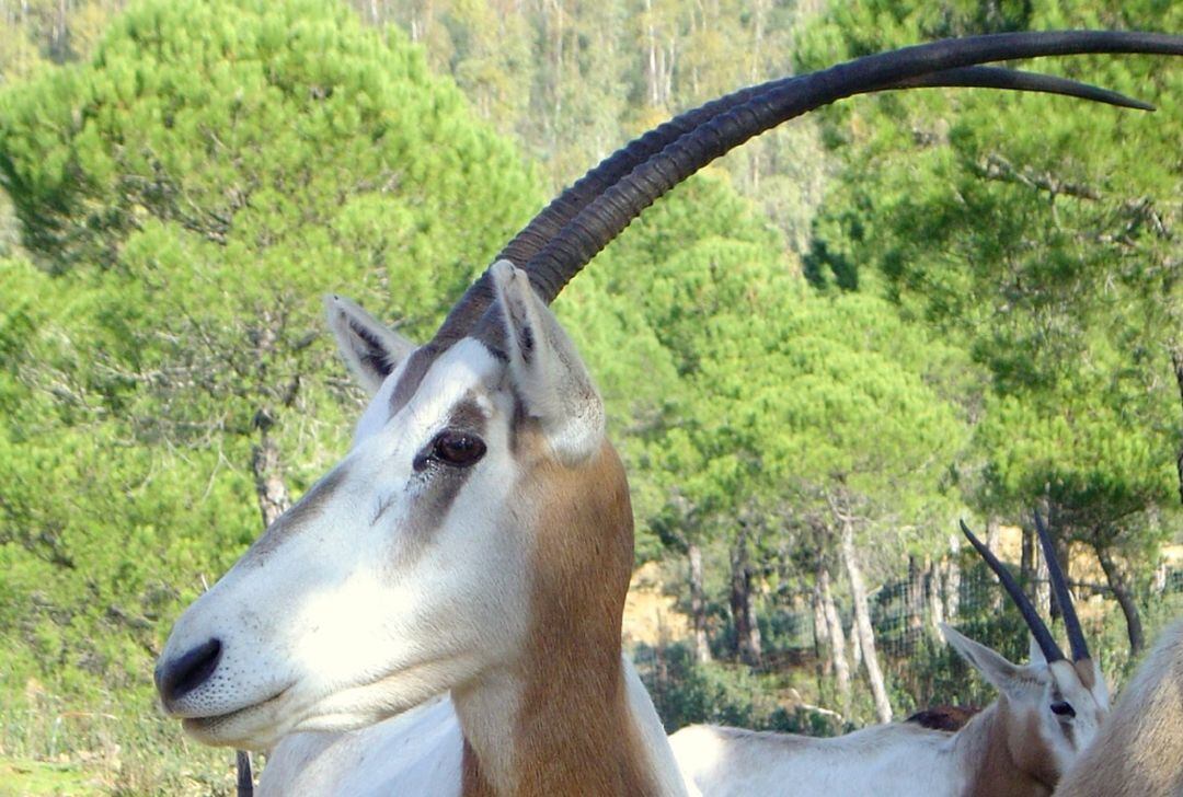 Ejemplar de oryx en la reserva animal de Castillo de las Guardas (Sevilla)