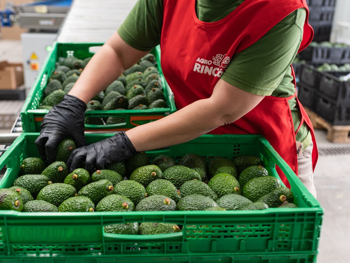 Almacenes de aguacate de Vélez-Málaga ofrecen 60 puestos de trabajo