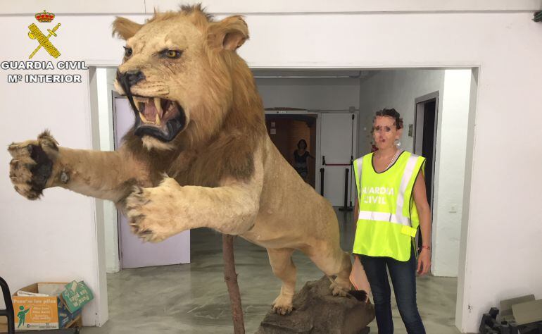 Imagen del león africano disecado que se ha incautado.