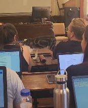 Un gato se cuela en la Universidad de Granada