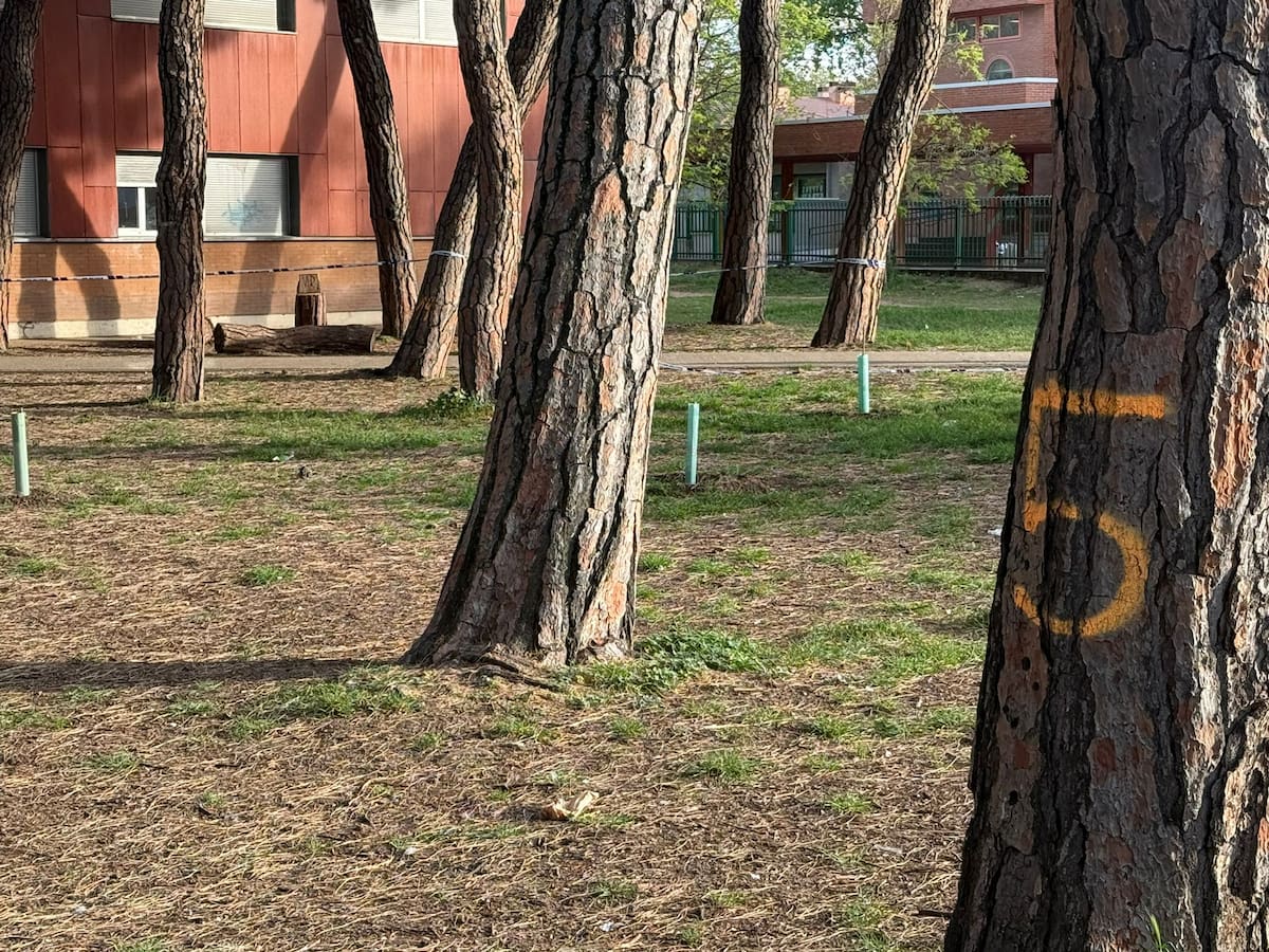 El Ayuntamiento responde a la caída de un pino en el recreo de un colegio con la tala de 29 pinos más