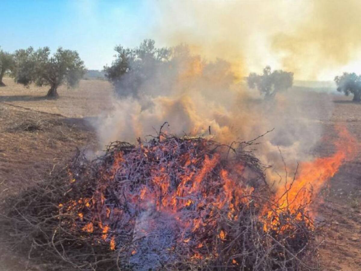 La UTE Elche implementará el servicio de gestión de podas antes de mayo