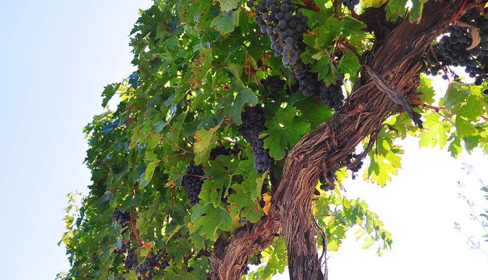 Cepas en la DOP Somontano