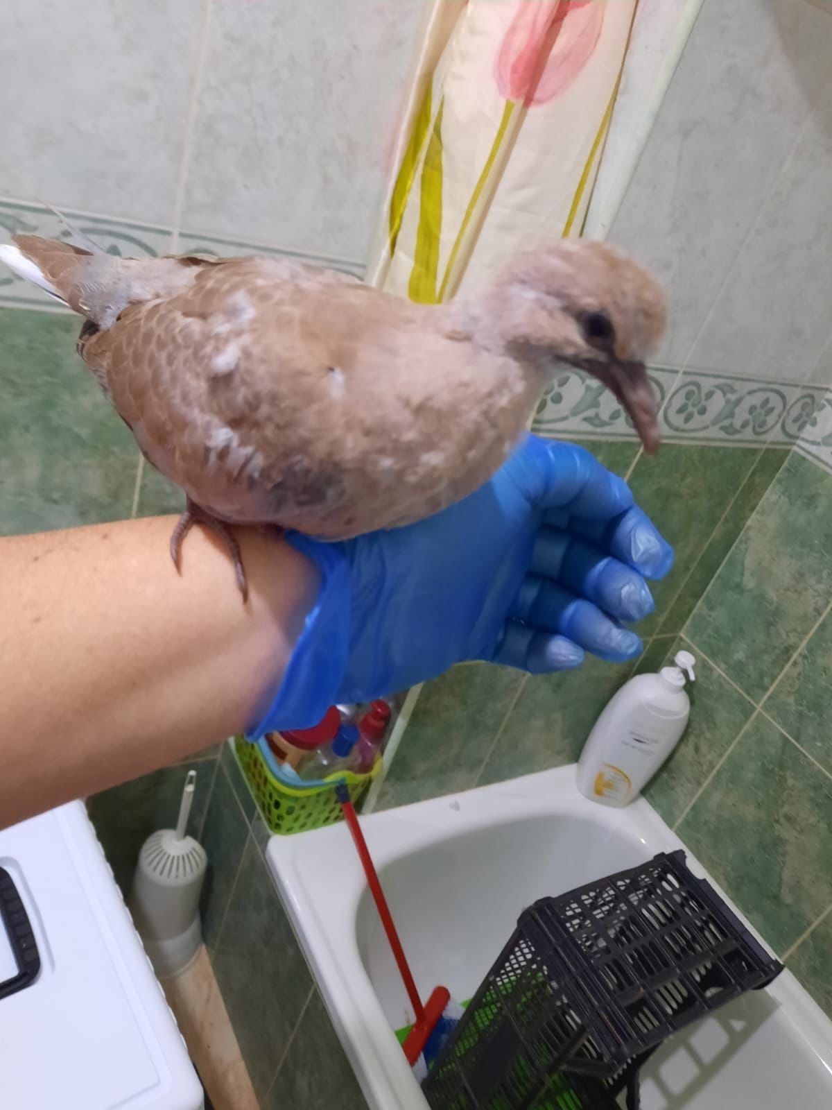 Una de las aves encontradas y curadas por esta vecina de Lanzarote.