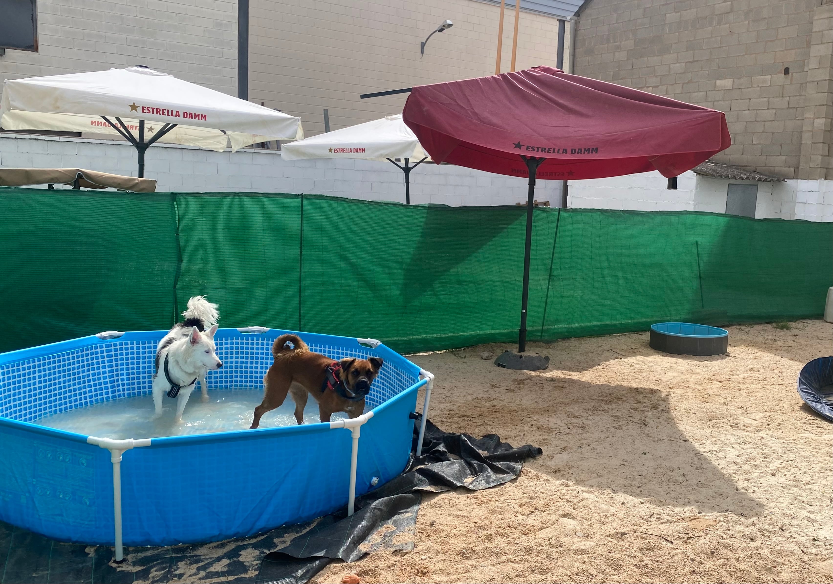 Espacio de verano para las mascotas en Animalia Cuenca.