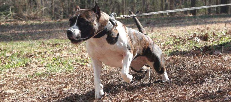 Un ejemplar de American Staffordshire Terrier, también conocido como American Stanford