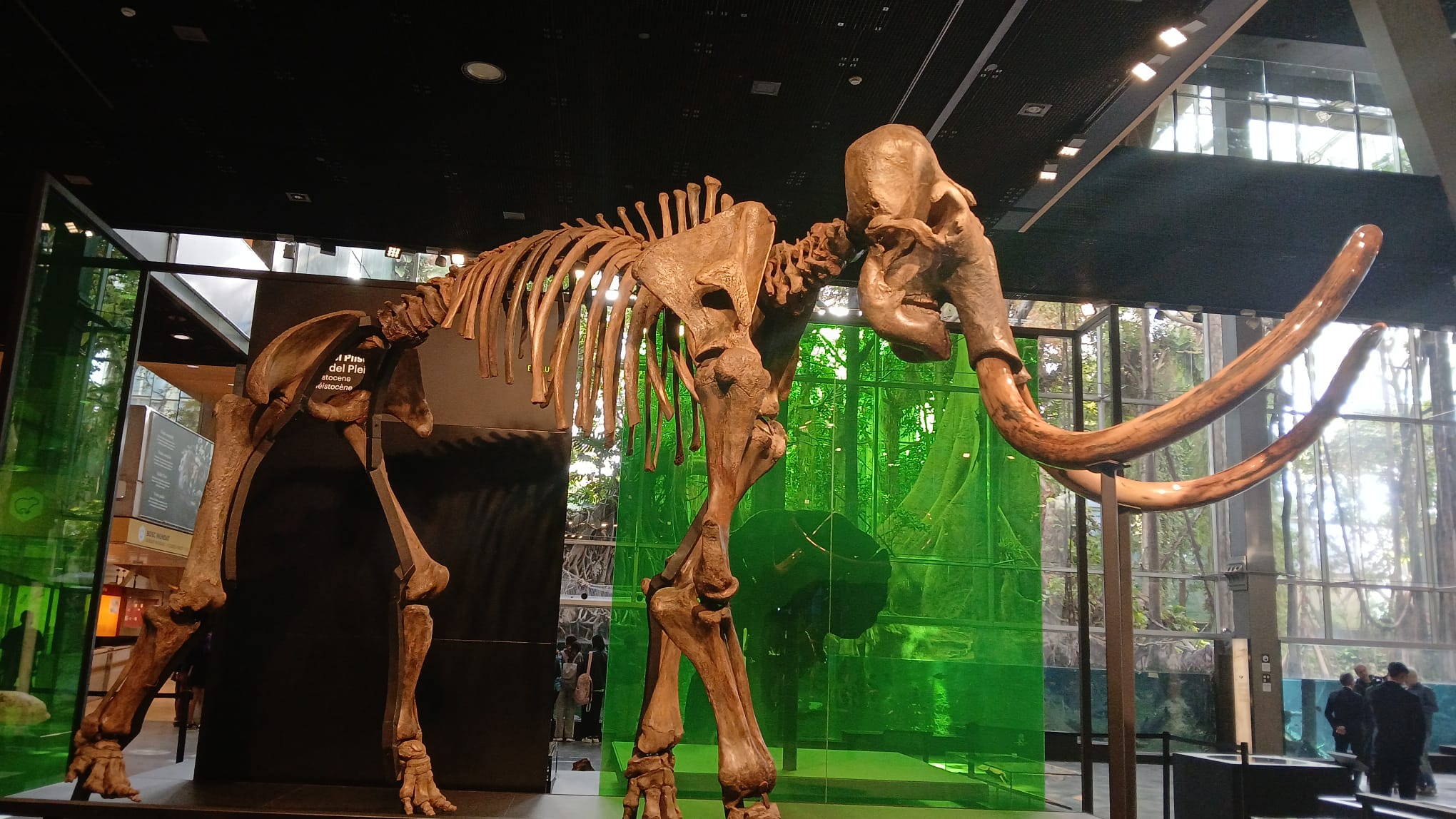 Expemplar d&#039;esquelet de mamut al CosmoCaixa