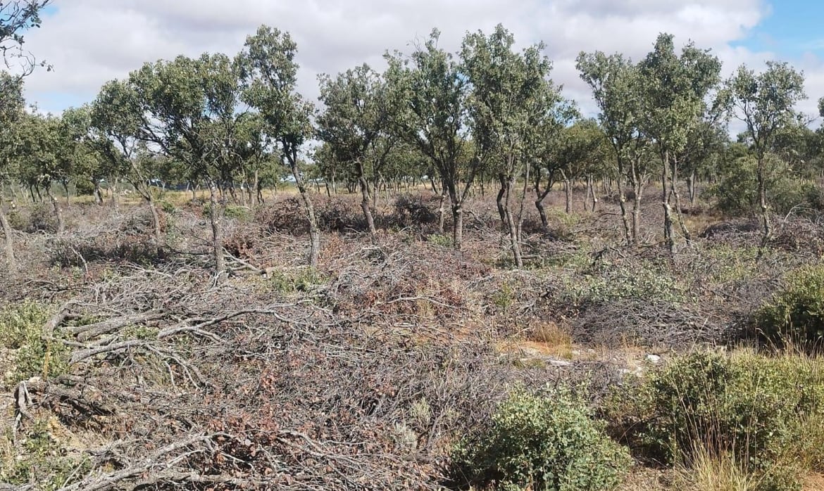 Intervención en el Monte el Viejo de Palencia