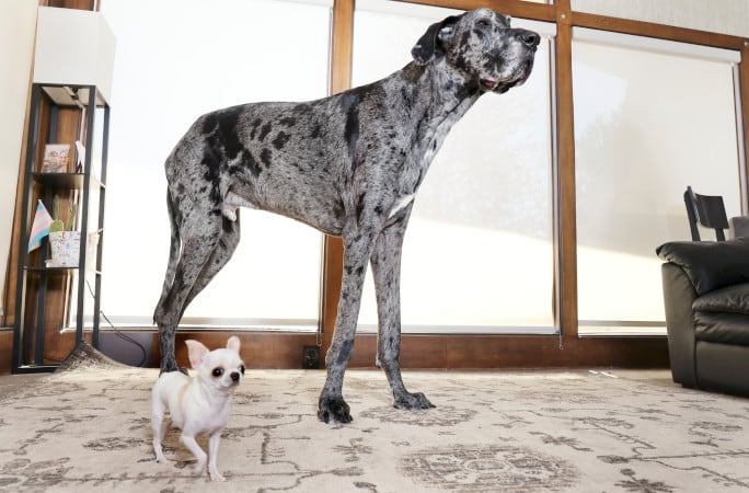 Guinness World Records.