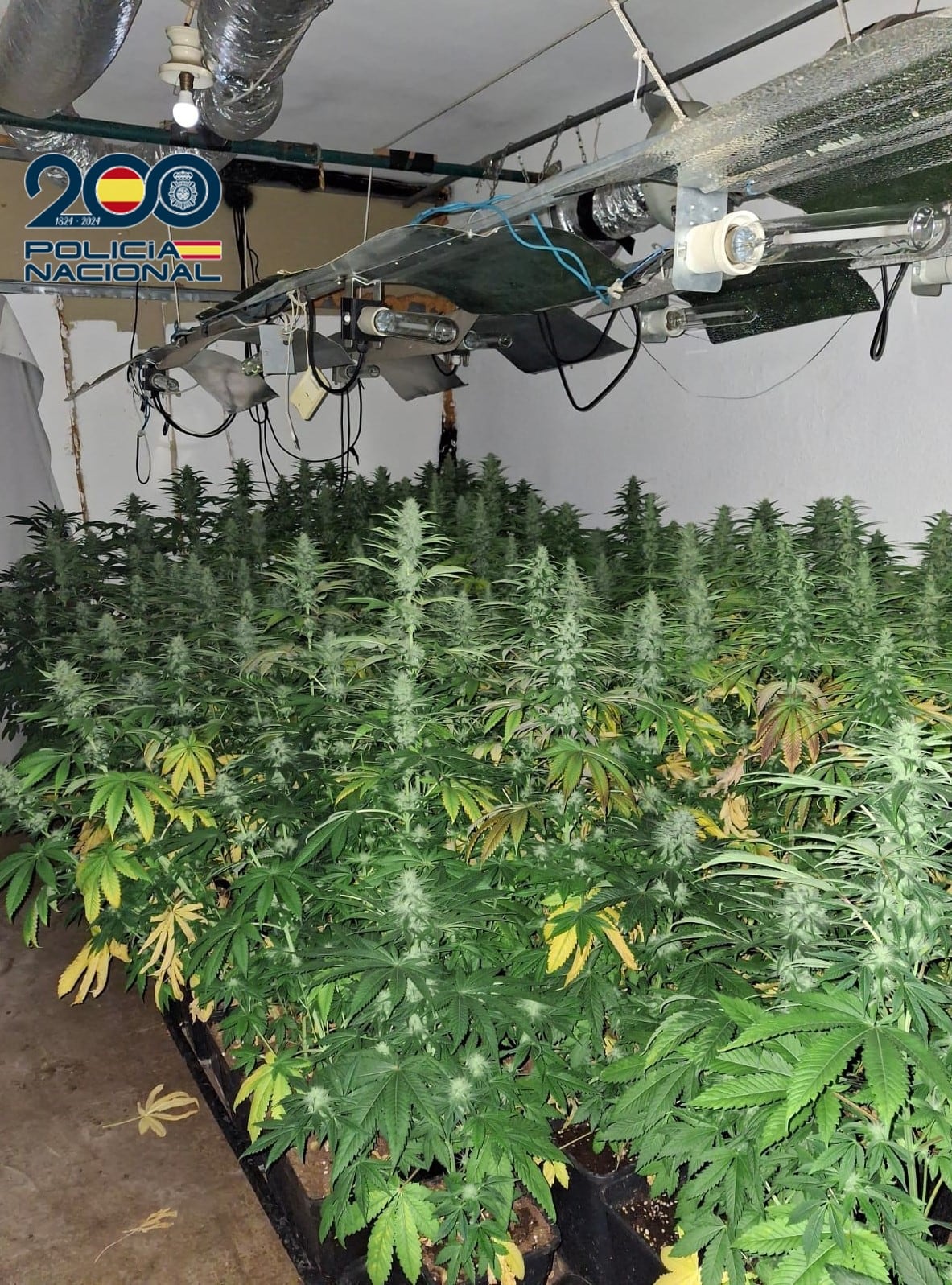 Plantaciones indoor de marihuana en Xirivella (Valencia)