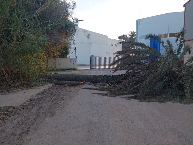 Árbol caído en Ibiza (bomberos)