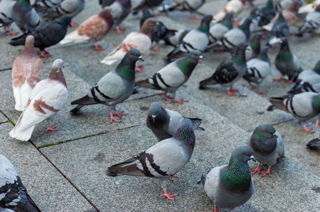 Palomas en el casco urbano