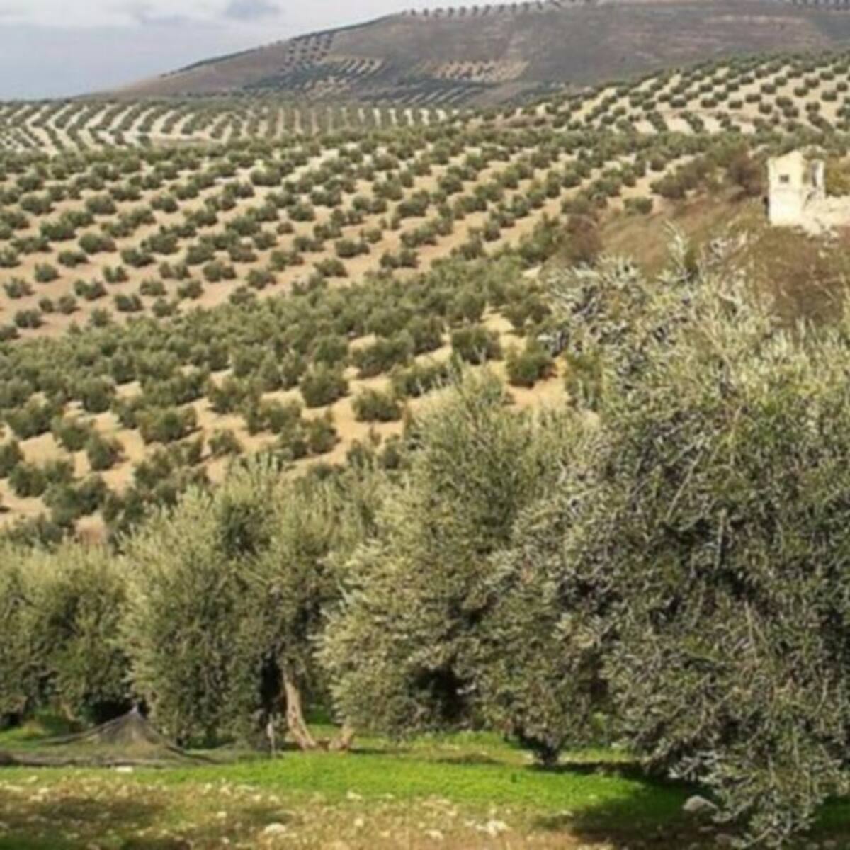 La Junta inicia los pagos de la 'subvención' del olivar