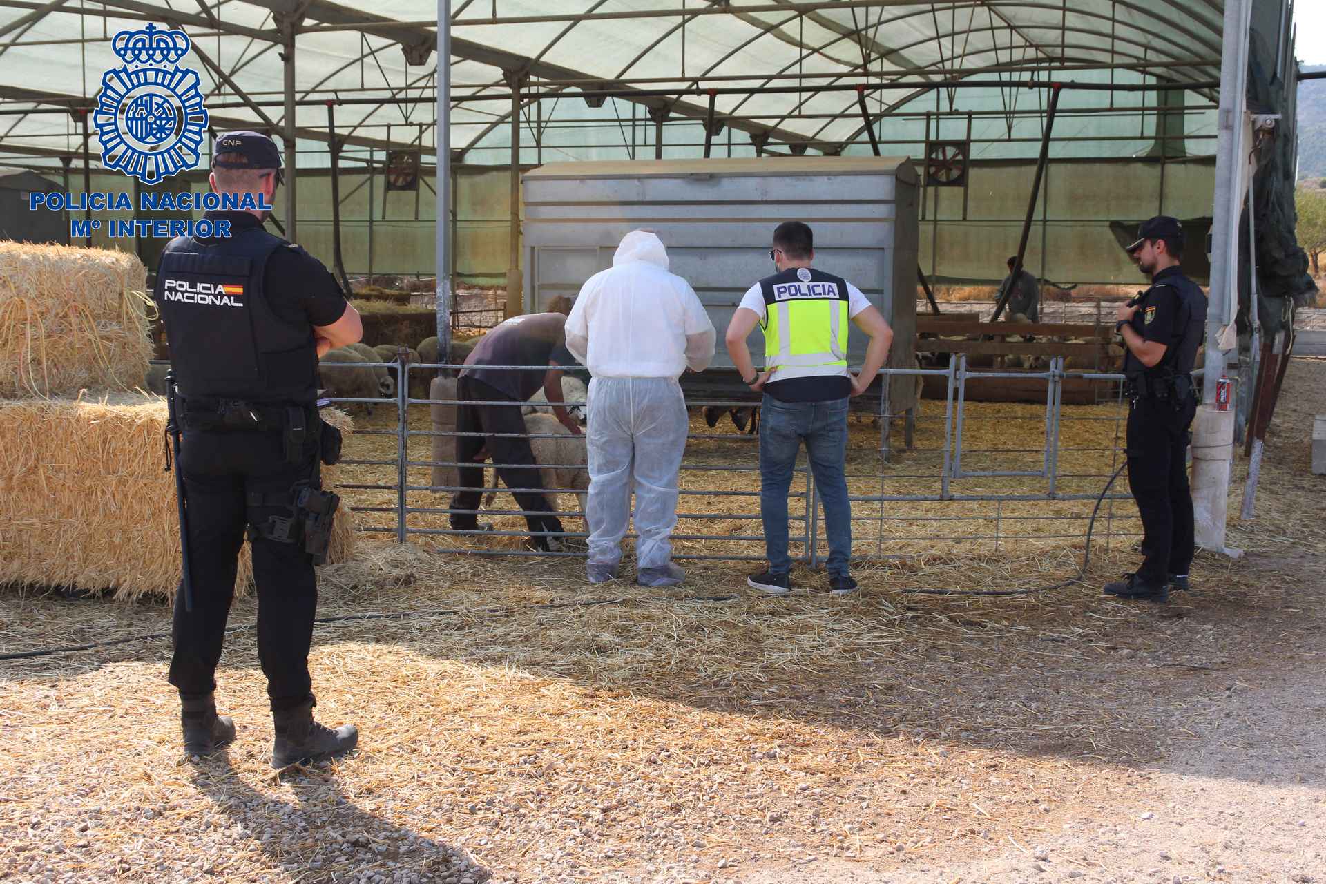 Detenidos los dos responsables de una empresa ganadera por someter a personas en situación irregular a jornadas de trabajo de hasta 24 horas / Policía Nacional