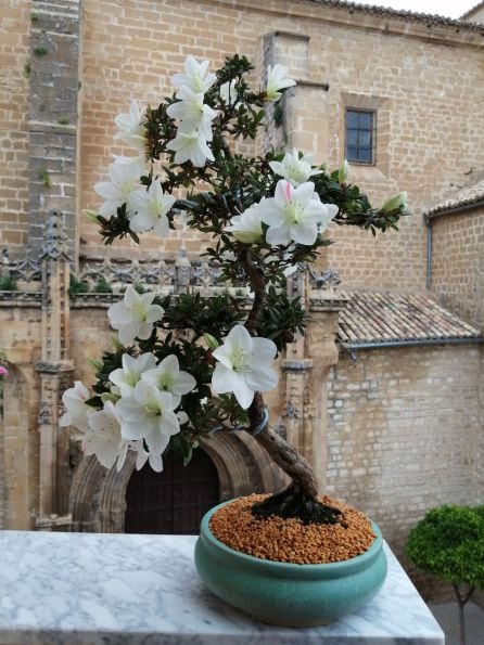 Bonsái robado desde un balcón de un segundo piso en el Claro de San Isidoro, Úbeda