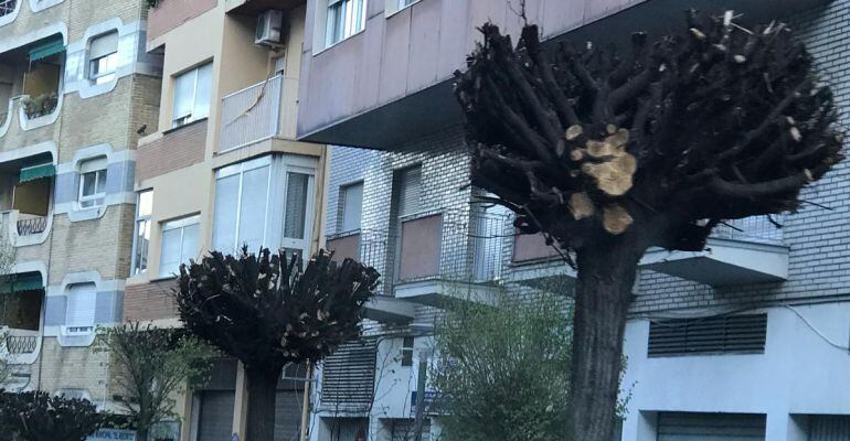 Árboles podados en la calle Adarves Bajos de la capital.