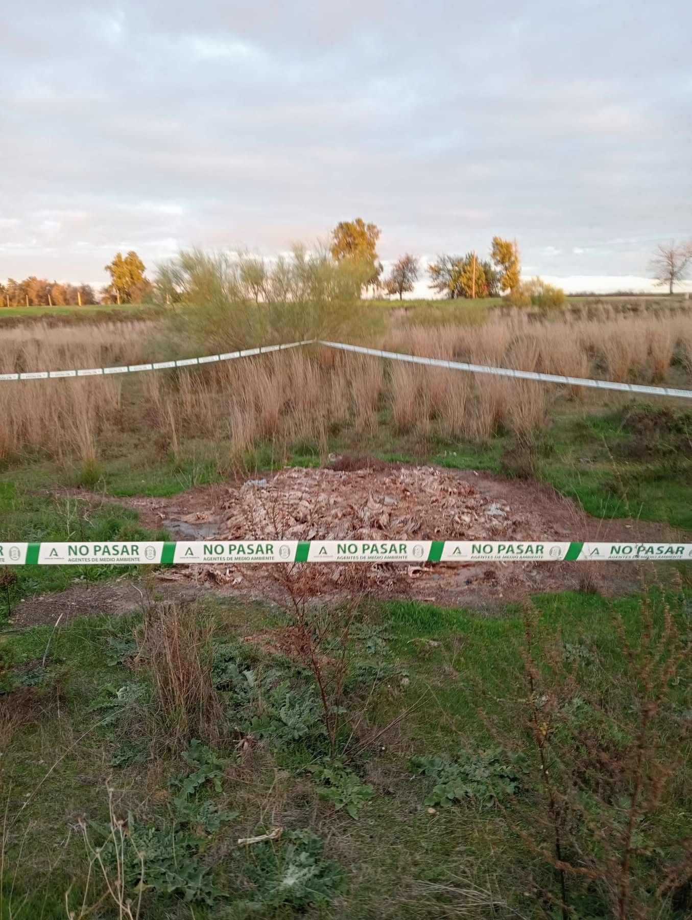 Imagen de los animales muertos. Ayuntamiento de Alcalá de Guadaíra